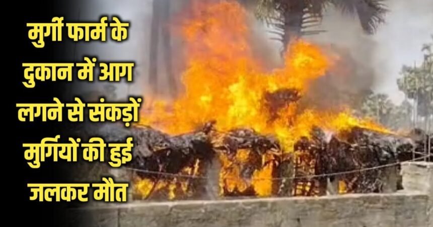 20230419 190223 1 मुर्गी फार्म में आग लगने से सैकड़ों मुर्गियों की हुई जलकर मौत