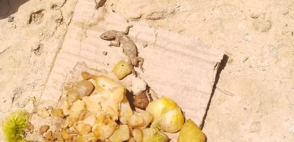 Breaking news: भोजन में छिपकली गिरने से 40 छात्राओं का तबीयत हुआ खराब , बेहतर इलाज के लिए भेजा गया प्राथमिक स्वास्थ्य केन्द्र 4 image editor output image 1671658061 1681894179664 Breaking news: भोजन में छिपकली गिरने से 40 छात्राओं का तबीयत हुआ खराब , बेहतर इलाज के लिए भेजा गया प्राथमिक स्वास्थ्य केन्द्र