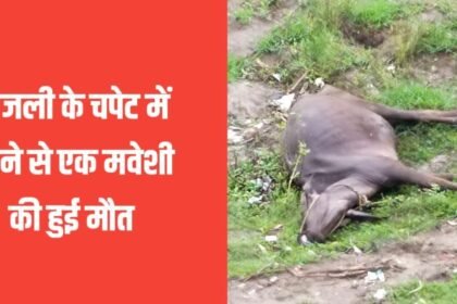20230703 205741 बिजली के चपेट में आने से मवेशी की हुई मौत