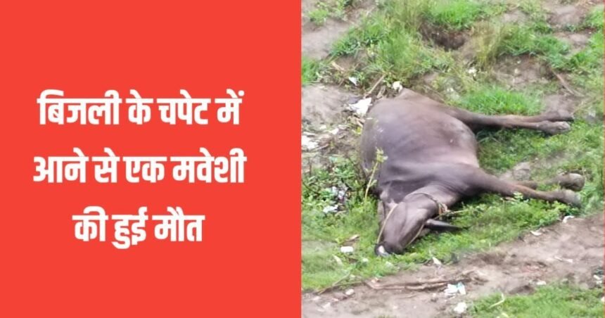 20230703 205741 बिजली के चपेट में आने से मवेशी की हुई मौत