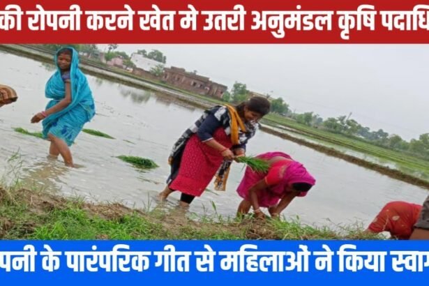 20230704 004641 धान की रोपनी करने खेत मे उतरी अनुमंडल कृषि पदाधिकारी , रोपनी के पारंपरिक गीत से महिलाओं ने किया स्वागत
