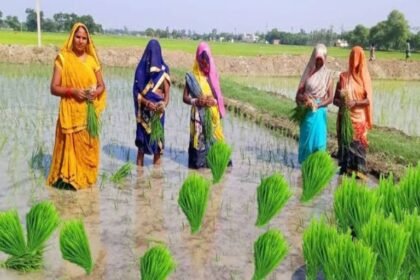 20240716 1623454337888466907641680 पूजा अर्चना कर मंगल गीतों के साथ धान की रोपाई शुरू, देश की संस्कृति और परंपरा को आज भी नहीं लोग भूले हैं