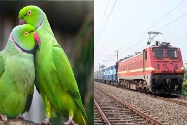 20241030 201947278932108727126257 मुंबई मेल से चार दर्जन सुग्गा तो गया जंक्शन से 150 लीटर शराब बरामद