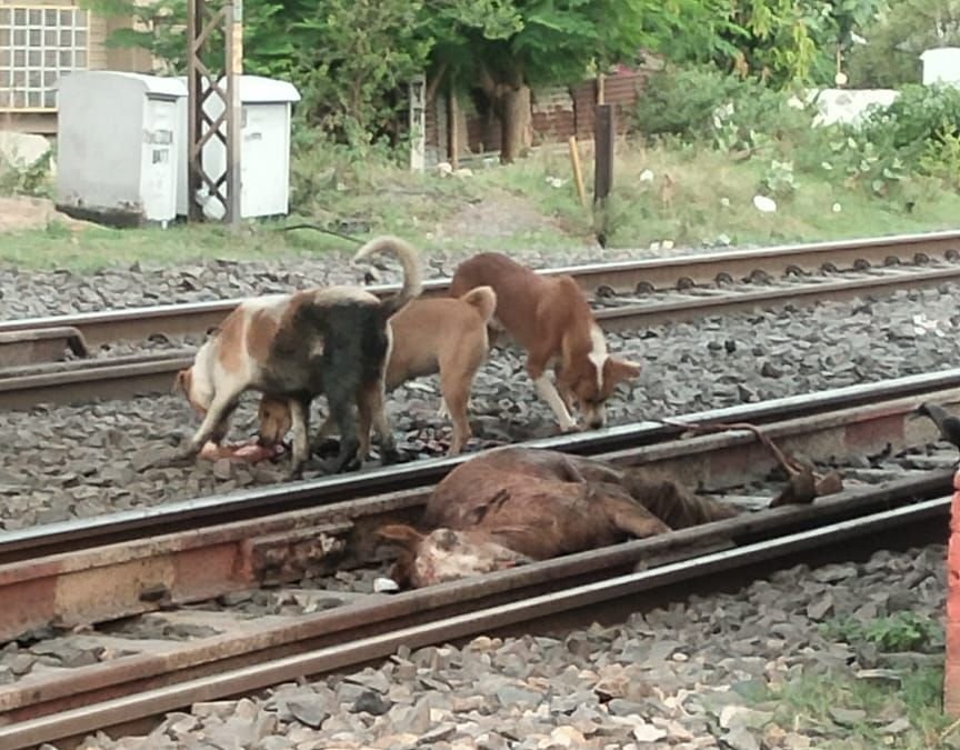 गया रेलवे स्टेशन के पास ट्रेन की चपेट में आने से जानवर की मौत,परिचालन बाधित 1 image editor output image 71612910 17489696746186836425905117537714 गया रेलवे स्टेशन के पास ट्रेन की चपेट में आने से जानवर की मौत,परिचालन बाधित